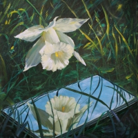 Narcissus