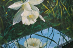 Narcissus