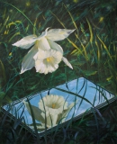 Narcissus_brandt